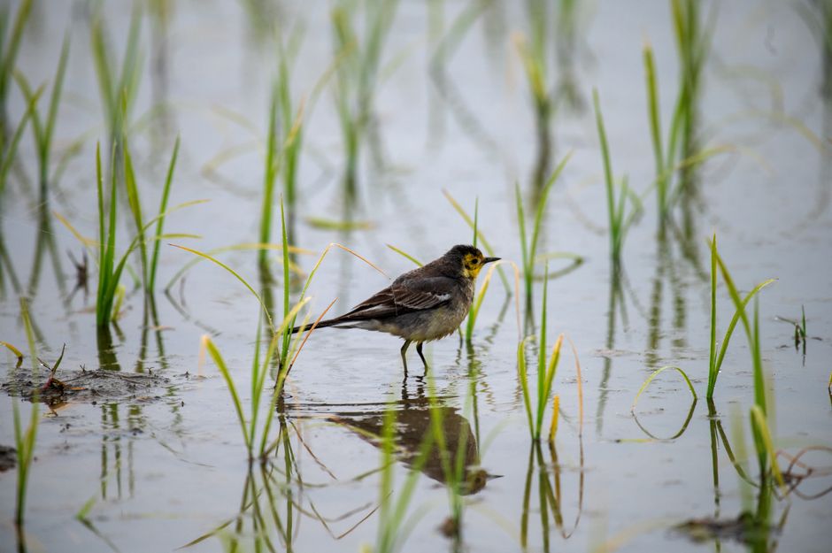 Oostvaardersplassen, Lelystad foto voor Vogels spotten in de Oostvaardersplassen
